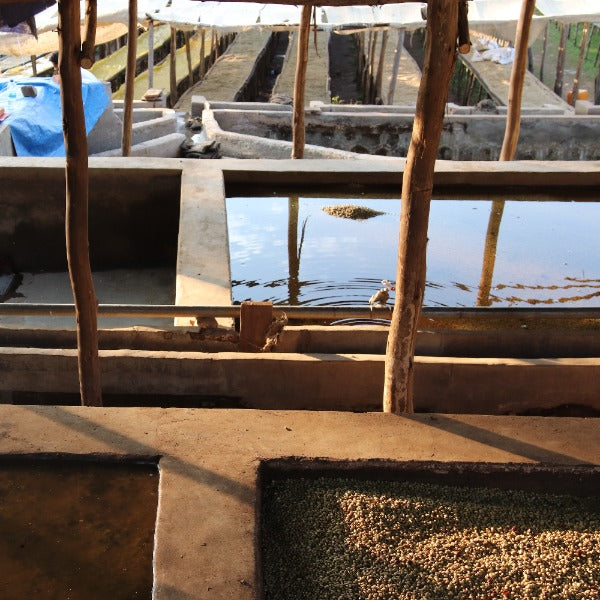 ETHIOPIA ABDO ABAMACHA NEFERTARI