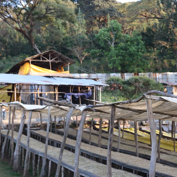 ETHIOPIA ABDO ABAMACHA NEFERTARI