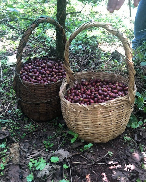 ETHIOPIA MUSTEFA ABAKENO LOT AMATERA