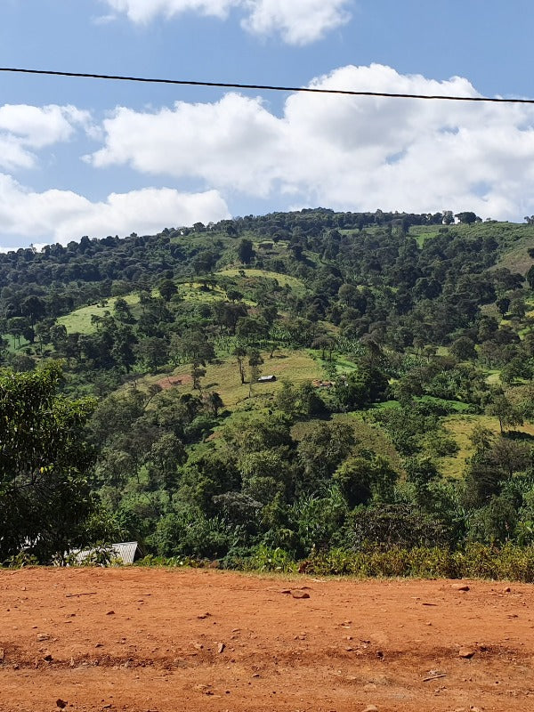 ETHIOPIA BOBEA UKE SEKTAR 