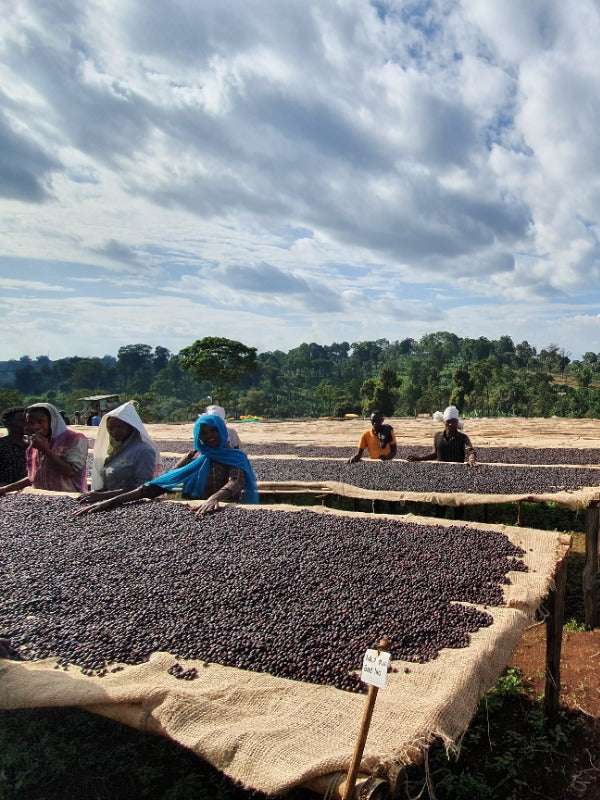 ETHIOPIA BOBEA UKE SEKTAR 