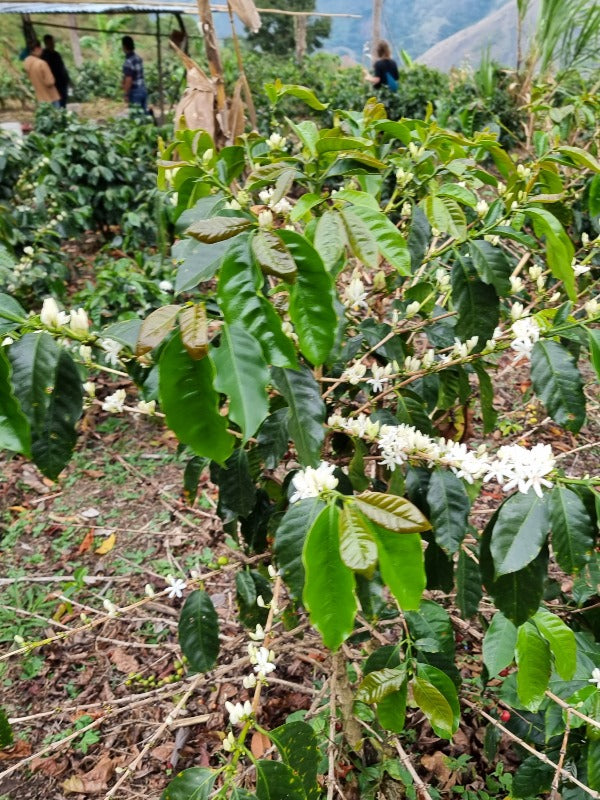 PERU EL GUAYAQUIL MAMIMO