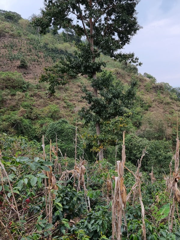 PERU EL GUAYAQUIL MAMIMO