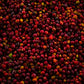 ETHIOPIA HALO BERITI