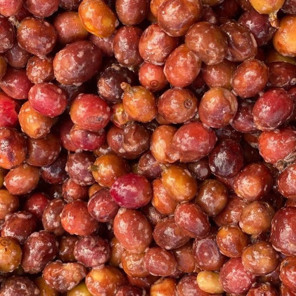 INDONESIA KERINCI NANA LACTIC