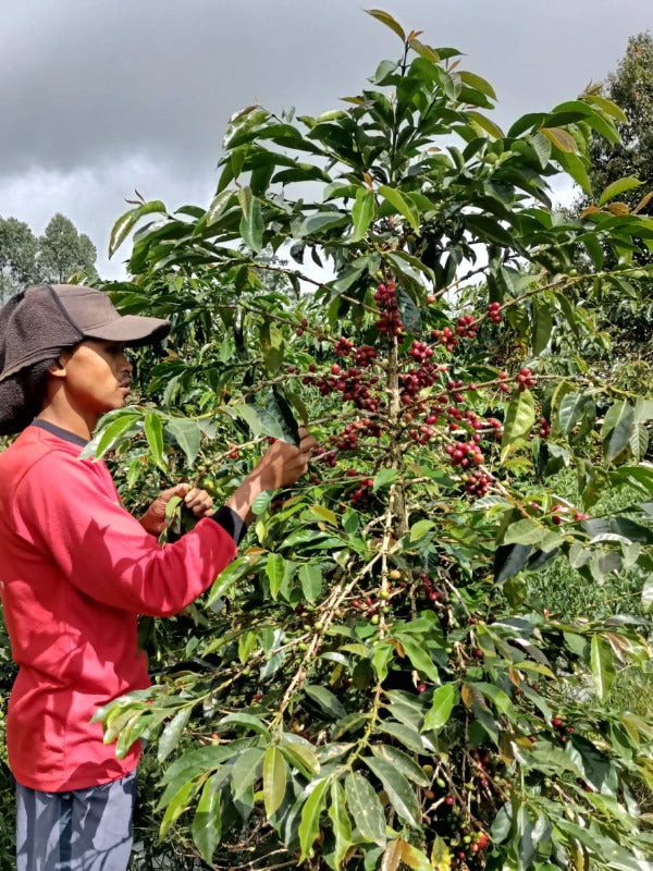 INDONESIA KERINICI POLKA 'ZA