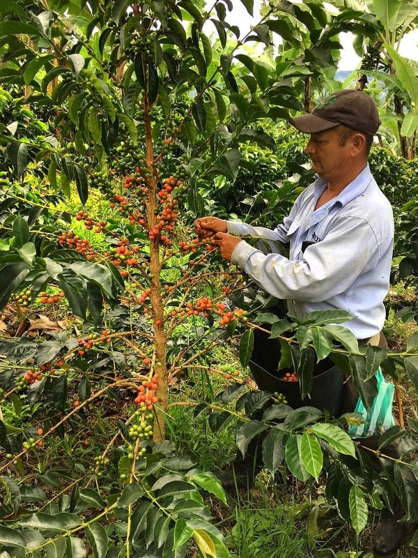 COLOMBIA FINCA LA CABANA CATURRA