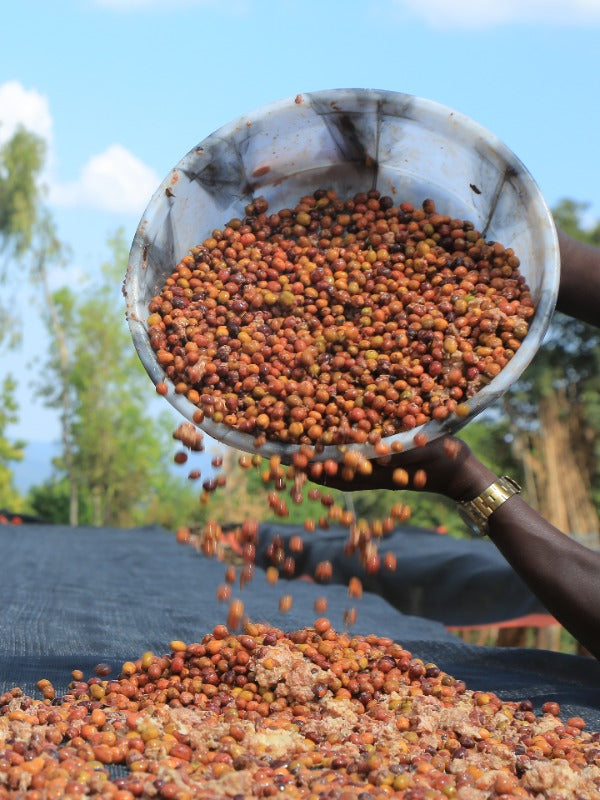 ETHIOPIA ECHAMO EKTAR