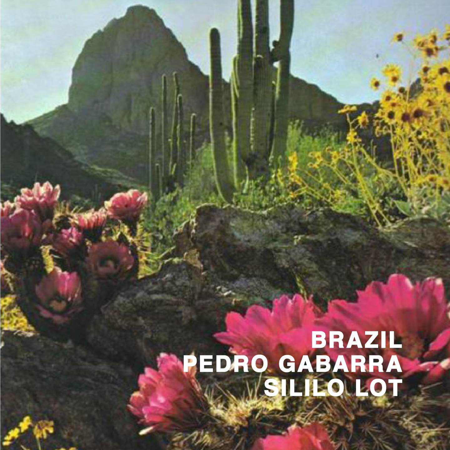BRAZIL PEDRO GABARRA SILILO LOT