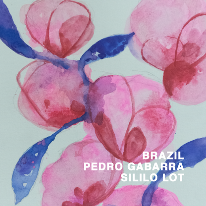 BRAZIL PEDRO GABARRA SILILO LOT