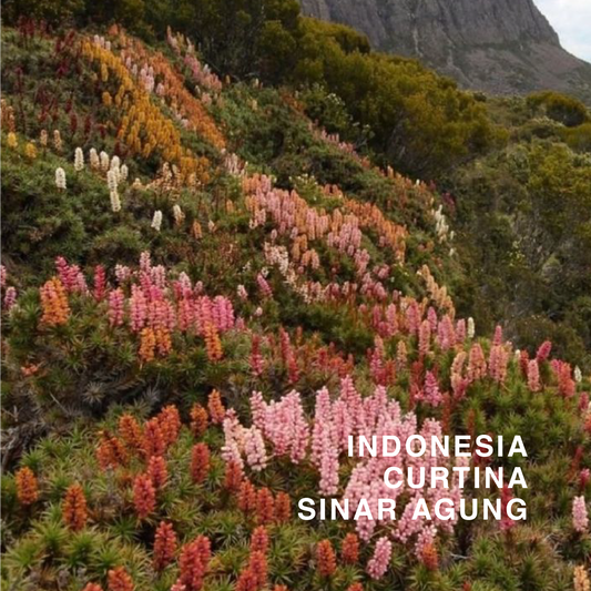 INDONESIA CURTINA KEMBANG RIJASA