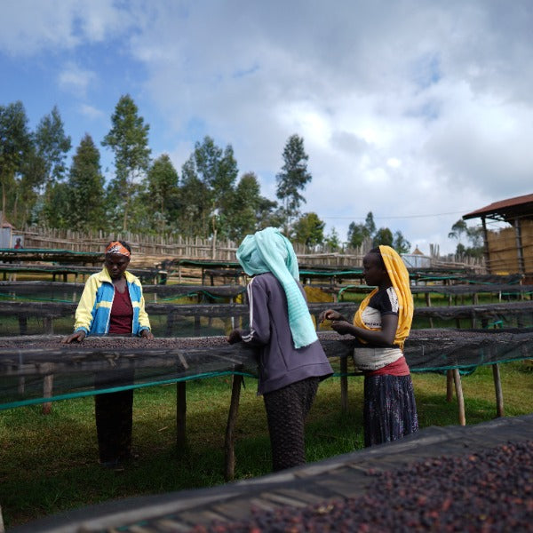 ETHIOPIA HALO BERITI