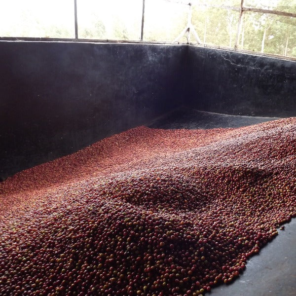 KENYA GACHATHA AB LOT 6002