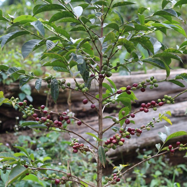 ETHIOPIA HUNDA OLI JAIKARO