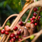 ETHIOPIA LALESA MANJA