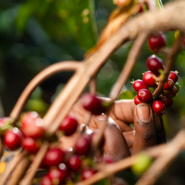 ETHIOPIA LALESA MANJA