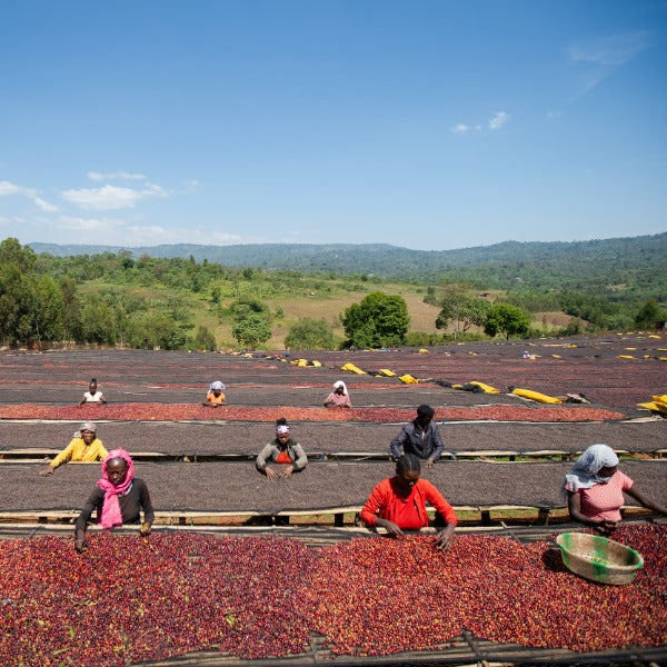 ETHIOPIA WORKA RAKYA