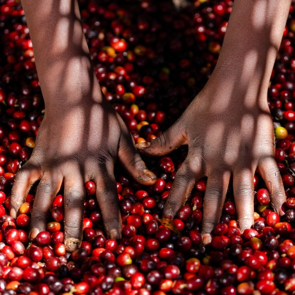 ETHIOPIA WORKA RAKYA