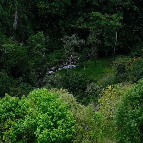 COLOMBIA EL PARAISO LYCHEE