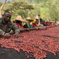 ETHIOPIA SAGARO KOKOSE ANTOLA LOT