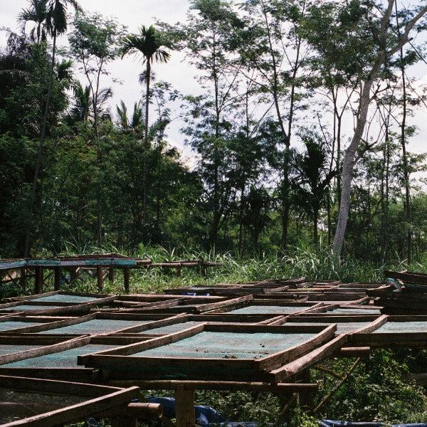 INDONESIA DAMARKANDANG YELLOW CATURRA MLETIK