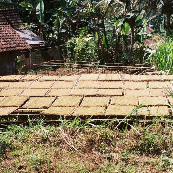 INDONESIA DAMARKANDANG OREN BOURBON KOLAH