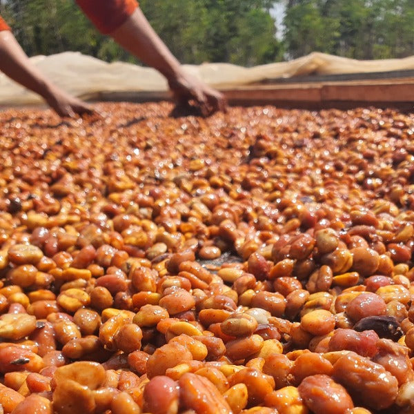 INDONESIA DAMARKANDANG GILBAS CM