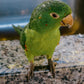 BRAZIL PEDRO GABARRA TAMPA LOT