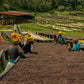 RWANDA GATARE KUMBAYE LOT #305