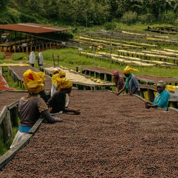 RWANDA GATARE KUMBAYE LOT #305
