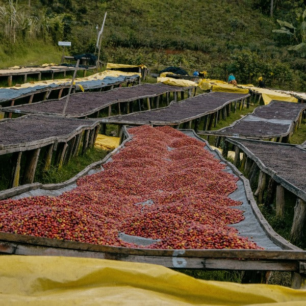 RWANDA GATARE KUMBAYE LOT #305