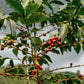RWANDA GATARE KUMBAYE LOT #305