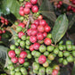KENYA KARINDUNDU AA LOT 6182