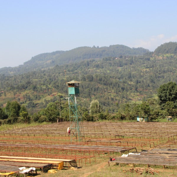 KENYA KIHUYO LOT 6191