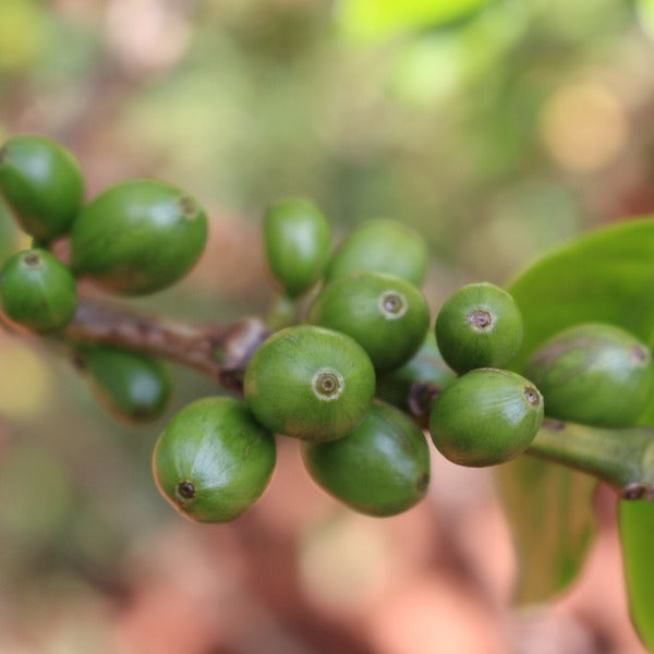 KENYA KIHUYO LOT 6191