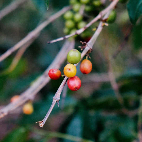 RWANDA GITEGA LOT #48