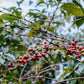 RWANDA GITEGA LOT #48