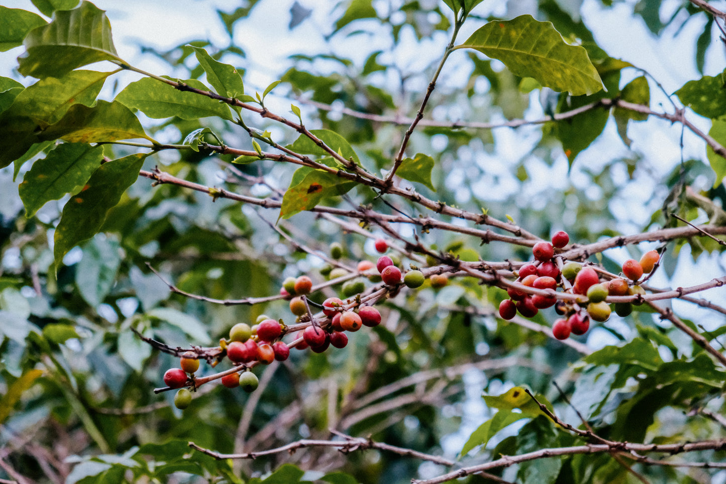 RWANDA GITEGA LOT #48