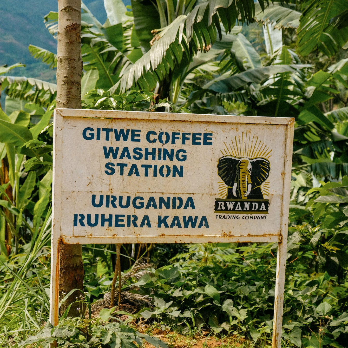 RWANDA GITWE PANDA LOT #1159