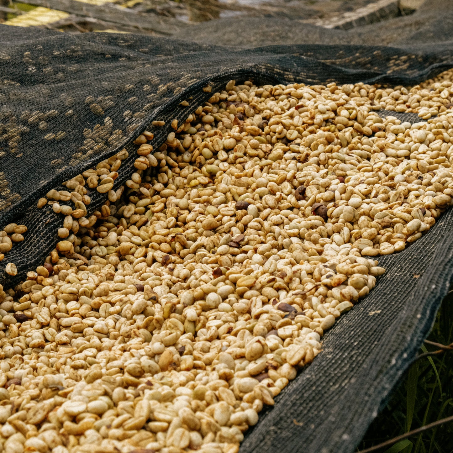 RWANDA GITWE PANDA LOT #1159