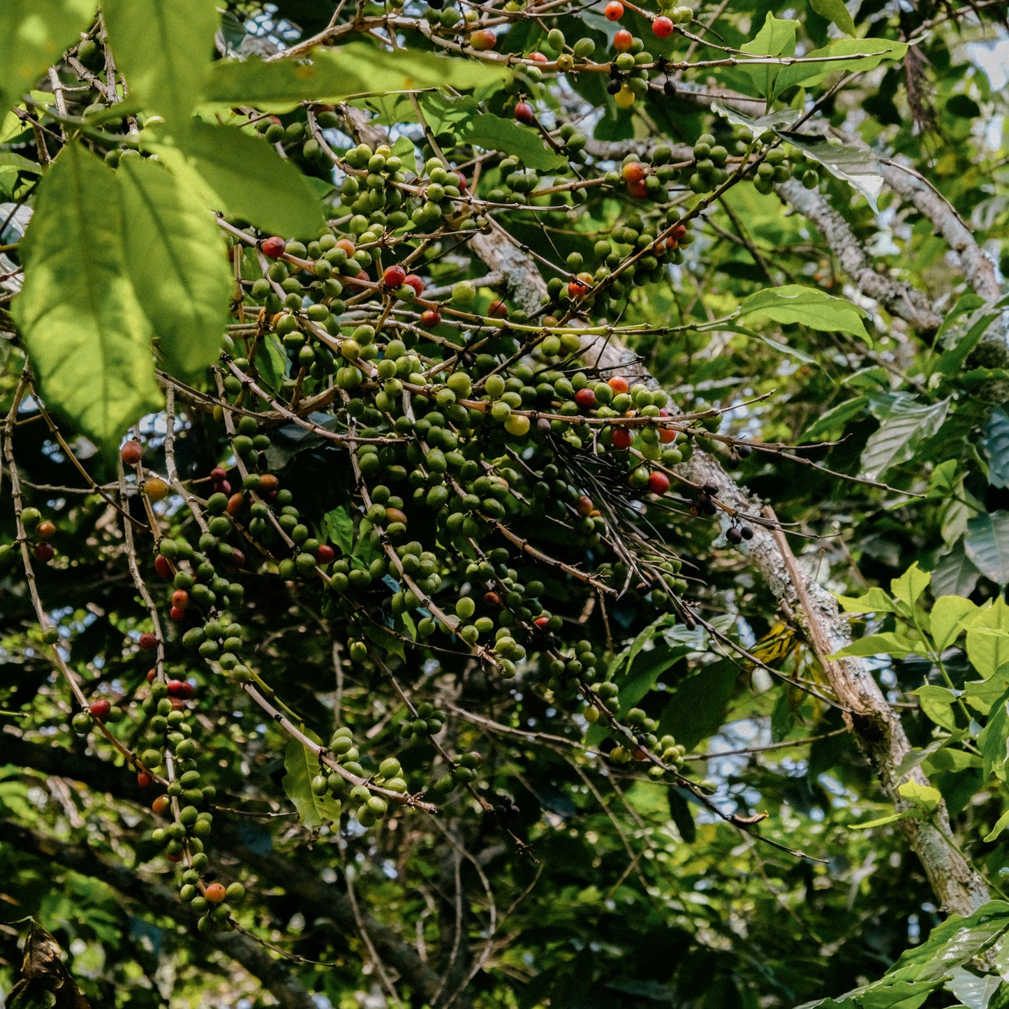 RWANDA GITWE PANDA LOT #1159