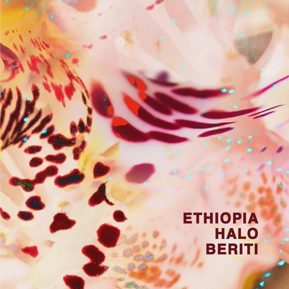ETHIOPIA HALO BERITI