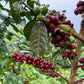 PERU FELIPE OKASHA GEISHA