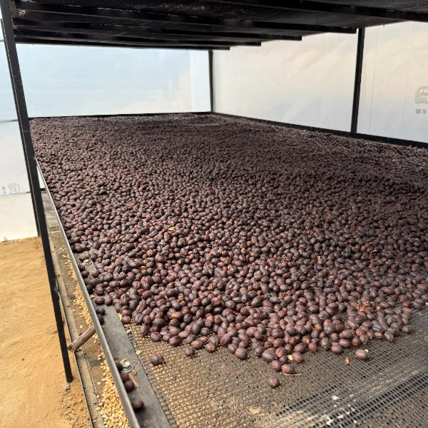 PERU ESTELA VASQUEZ GEISHA