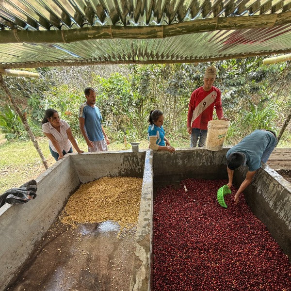 PERU ESTELA VASQUEZ GEISHA