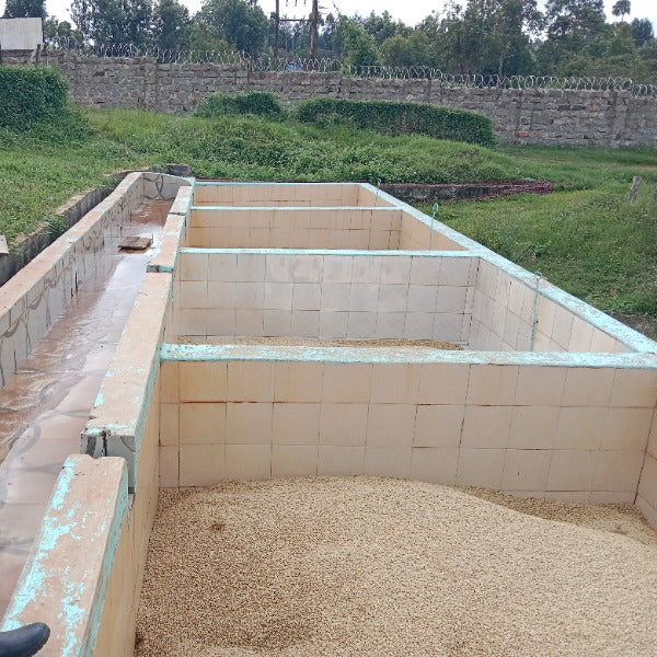 KENYA KIHUYO LOT 6191