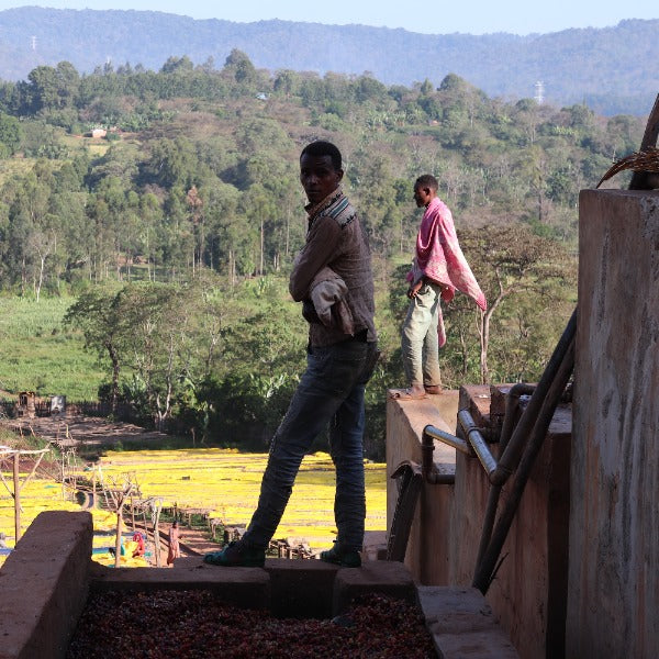 ETHIOPIA NIGUESSE NARE G1 MURANGO LOT Q