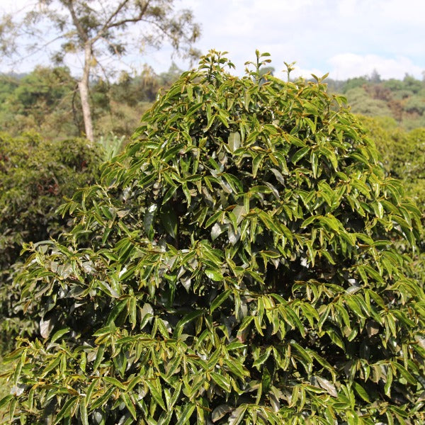 ETHIOPIA SUKE QUTO WEYINI