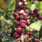 ETHIOPIA KORATE POPPAJI