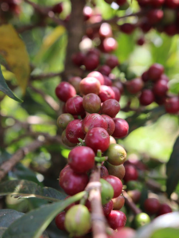 ETHIOPIA KORATE POPPAJI